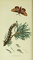 Illustration from John Curtis's British Entomology Volume 5