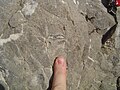 Geopetal structure in a shell in limestone, near Salt Lake City, Utah