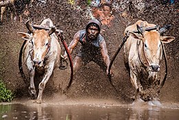 Cow racing Indonesia