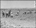 Parker High School students planting guayule at the Poston War Relocation Center on April 9, 1942.