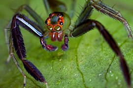Green jumping spider, Lyssomanes sp.