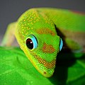 Image 25Gold dust day gecko close-up