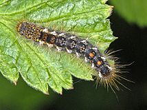 Caterpillar, dorsal view, showing two red dots toward tail end that differentiate it from other hairy caterpillars