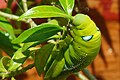 Oleander hawk moth caterpillar eating