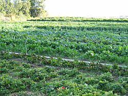 Organic farming is popular in Manalur