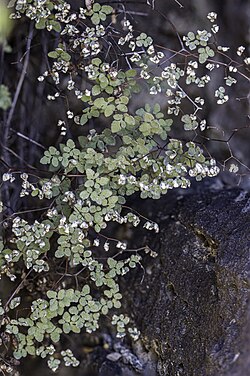 A highly-compound fern leaf of small gray-green leaflets connected by dark zig-zag axes, a few showing an underside covered in white powder