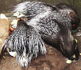 Indian porcupine