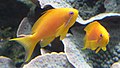 Image 54The sea goldie is an anthias. They are hermaphrodite, and swim in "harems". (from Coastal fish)
