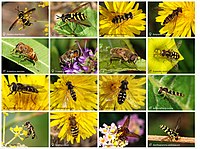 Poster of hoverflies