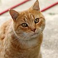 this lovely red cat is awarded to you for showing beauty