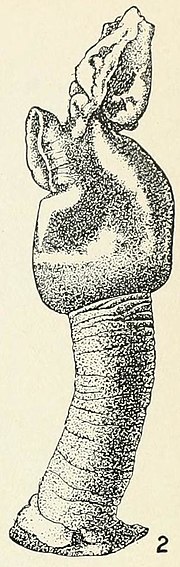 Illustration of "Conchoderma auritum"