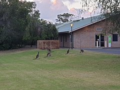 This is an image of a kangaroos standing on the university's regional Bunbury campus.