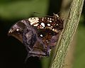 Jazzy leafwing