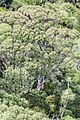 Very large Kunzea linearis trees