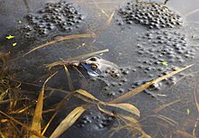 A blue moor frog is mounted on a brown moor frog. Both frogs are partially submerged in the water. The two frogs are framed by a large spawn of hundreds of translucent eggs.