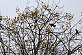 Cochlospermum religiosum flowering canopy in Kolkata