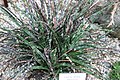 Gasteria pulchra forms rosettes of smooth, thin, sharp, elongated, ascending leaves (linear triangular).