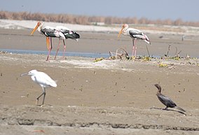 Migratory birds in Hastinapur Wildlife Sanctuary