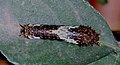 Early-instar "birds-dropping" caterpillar