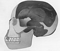 Piltdown Man skull