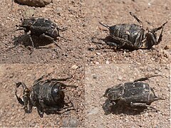 Female, from different angles