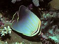 Eastern triangular butterflyfish Chaetodon (Gonochaetodon) baronessa