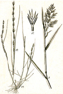 Black and white drawing of Micropyrum tenellum. a wheat/grass-like plant, it is long and thin with thin sharp leaves and with bushels of seeds at the top