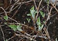 Oak leaf hydrangea Spring leaf shoots