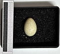 Egg, Collection Museum Wiesbaden, Germany