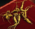 American wild ginseng root (Panax quinquefolius). Old roots, ranging from 40–60 growth scars.