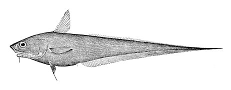 Abyssal grenadier, Coryphaenoides armatus