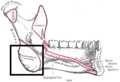Mandible. Inner surface. Side view. (Angle visible at bottom left.)
