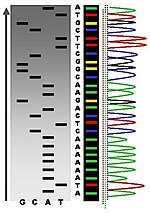 An example of the results of automated chain-termination DNA sequencing