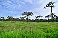 Pathumma (Curcuma alismatifolia), Pa Hin Ngam National Park