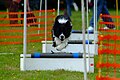 Dog Agility and Flyball
