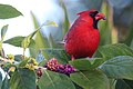 Male cardinal feeding on American beautyberry at Okeeheelee Nature Center, Florida