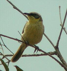At Newhaven, Northern Territory