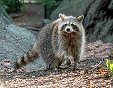 Racoon in a park