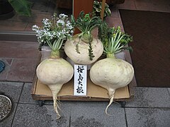 Sakurajima radishes