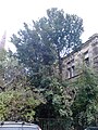 Convex-leaved field elm, St James's Church, Charlotte Street, Leith