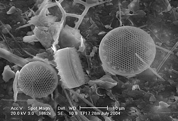 Diatoms Thalassiosira sp. on a membrane filter, pore size 0.4 μm.