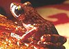 A brownish-red frog