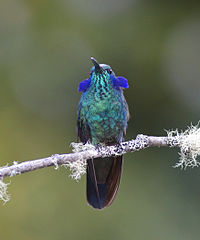 Male C. c. cabanidis displaying its "ears" Costa Rica