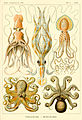 Gamochonia ; Octopus