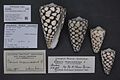 Conus marmoreus Linnaeus, 1758, museum specimens with species tags