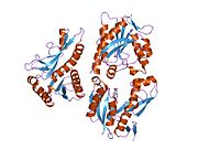 1mej: Human Glycinamide Ribonucleotide Transformylase domain at pH 8.5