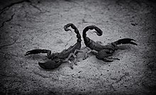 Deadly scorpions of Tharparkar