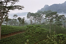 Tea plantation near the Orange Field Tea Factory.