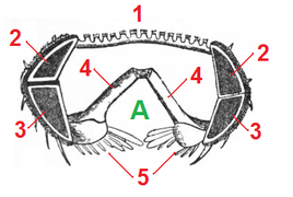 Cross-section of an arm. 1=papula and paxilla, 2=superomarginal plate, 3=inferomarginal plate, 4=ambulacral plates, 5=adambulacral plate