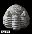 The phacopid trilobite Eldredgeops? norwoodensis
